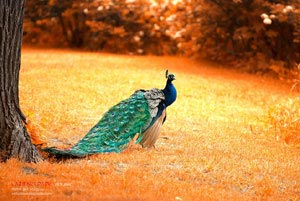 NBA宣布暂停所有球队集训，球员自我训练——危机中的机会与改变